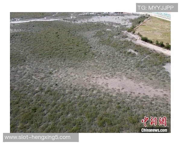 实时新闻王伟专访深入探讨王者荣耀的发展历程与未来展望